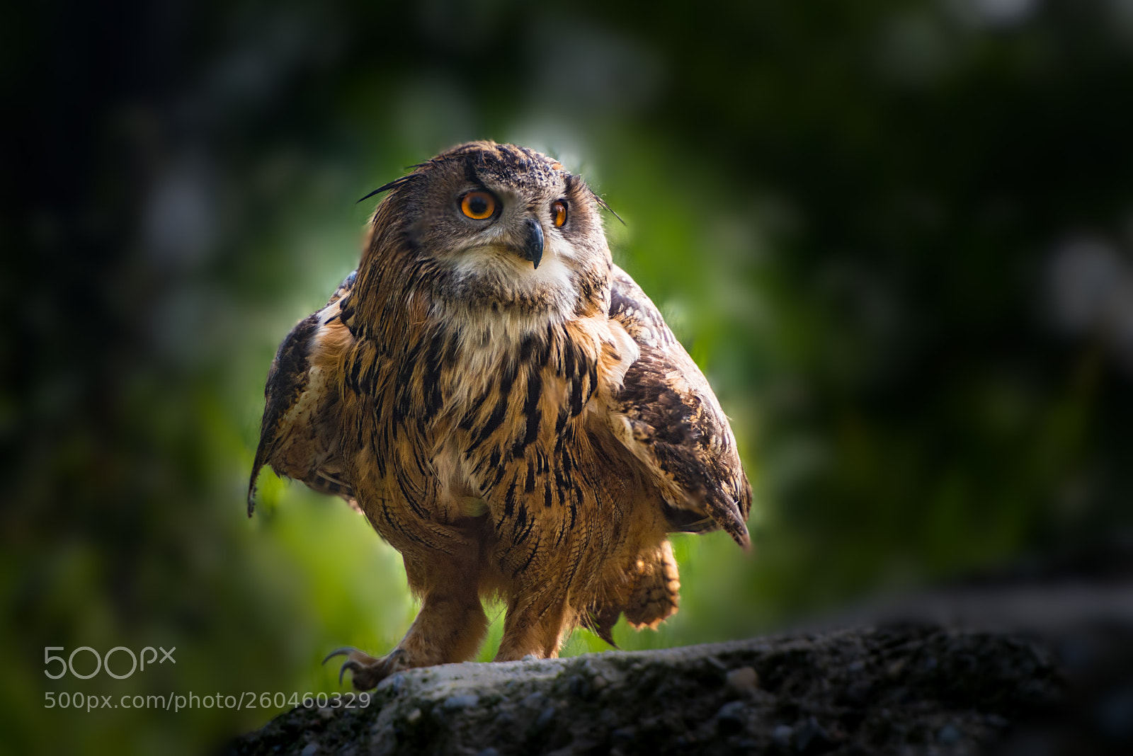 Nikon D810 sample photo. I see you... photography