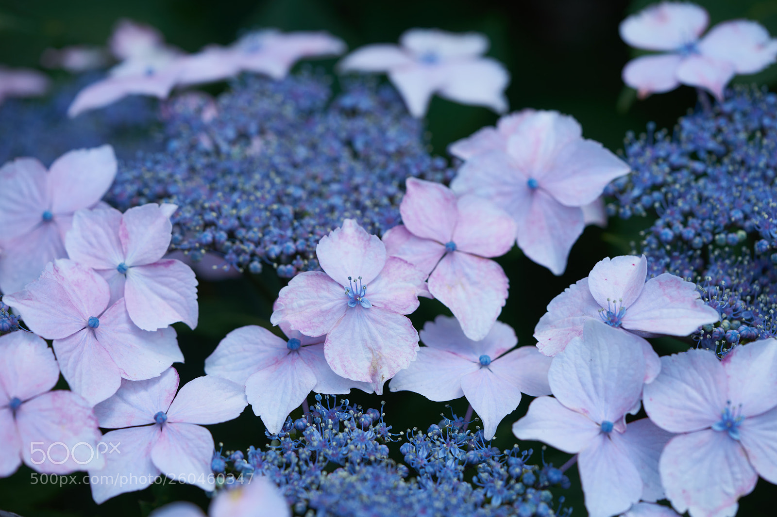 Sony a7 sample photo. Flowers 6685 photography