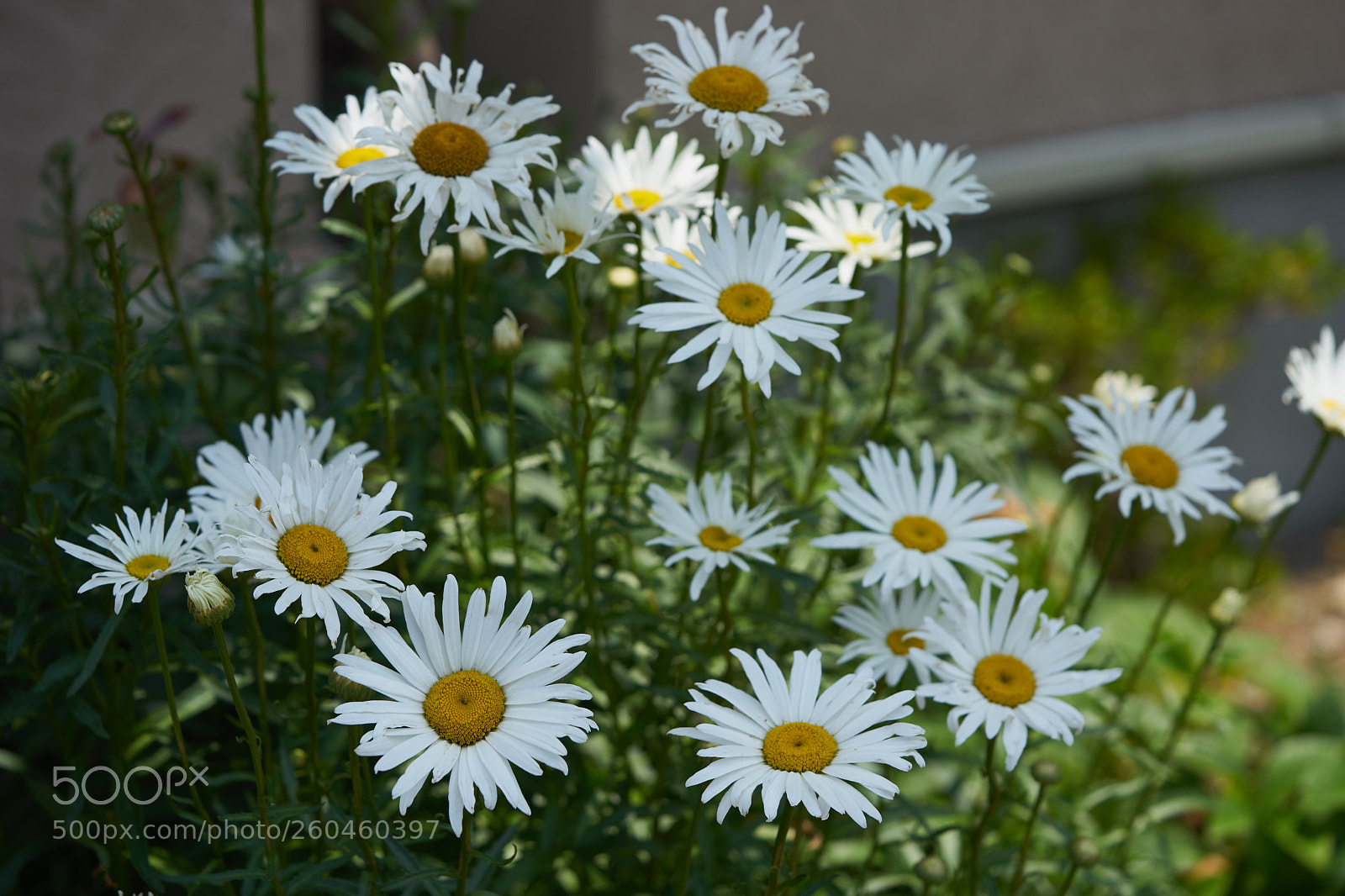 Sony a7 sample photo. Flowers 6686 photography