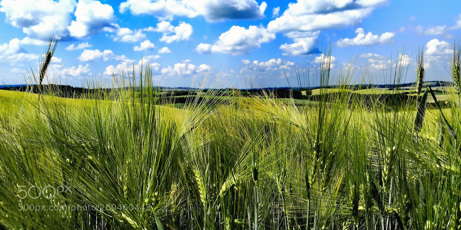 HUAWEI Mate 10 Pro sample photo. Welcome to summer ... photography
