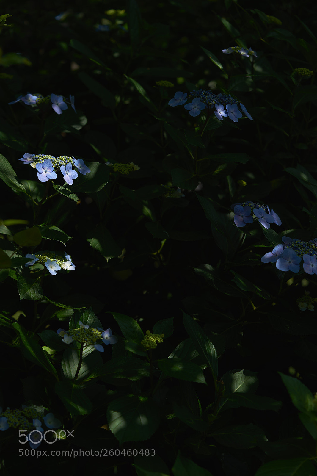 Sony a7 sample photo. Flowers 6687 photography