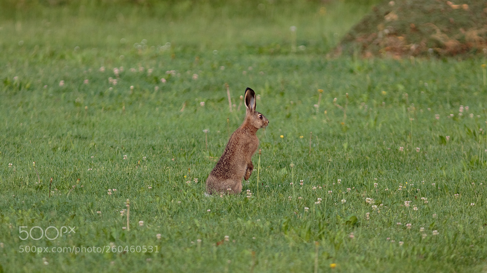 Canon EOS 7D Mark II sample photo. Lepre nel giardino di photography