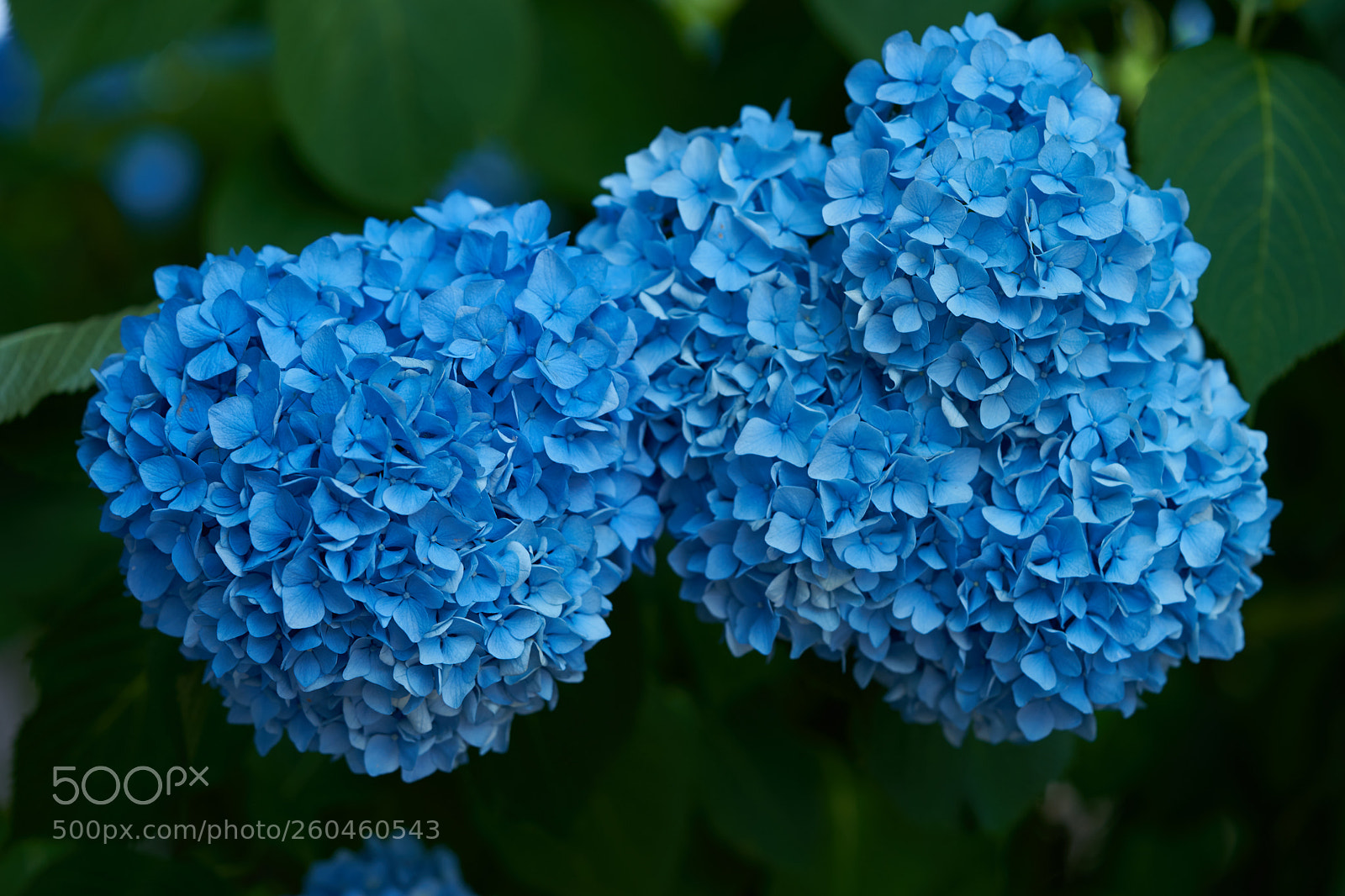 Sony a7 sample photo. Flowers 6688 photography