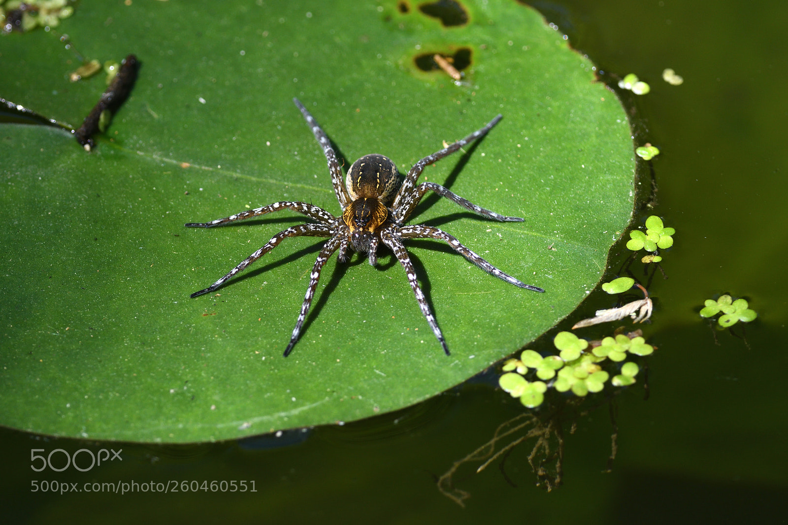 Nikon D7500 sample photo. Water spider photography