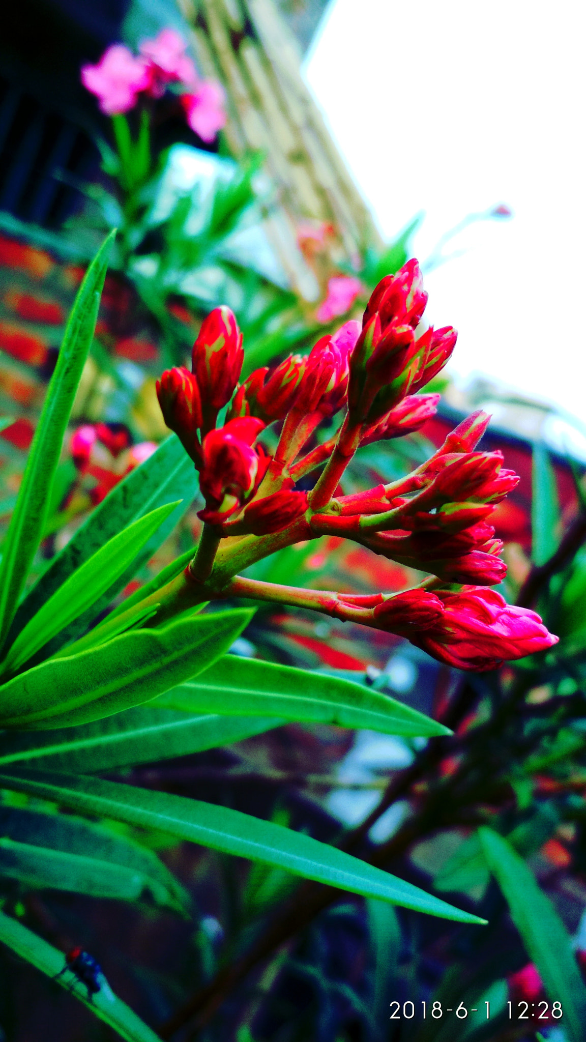 Xiaomi Redmi 4 Pro sample photo. Rainy green blossom photography