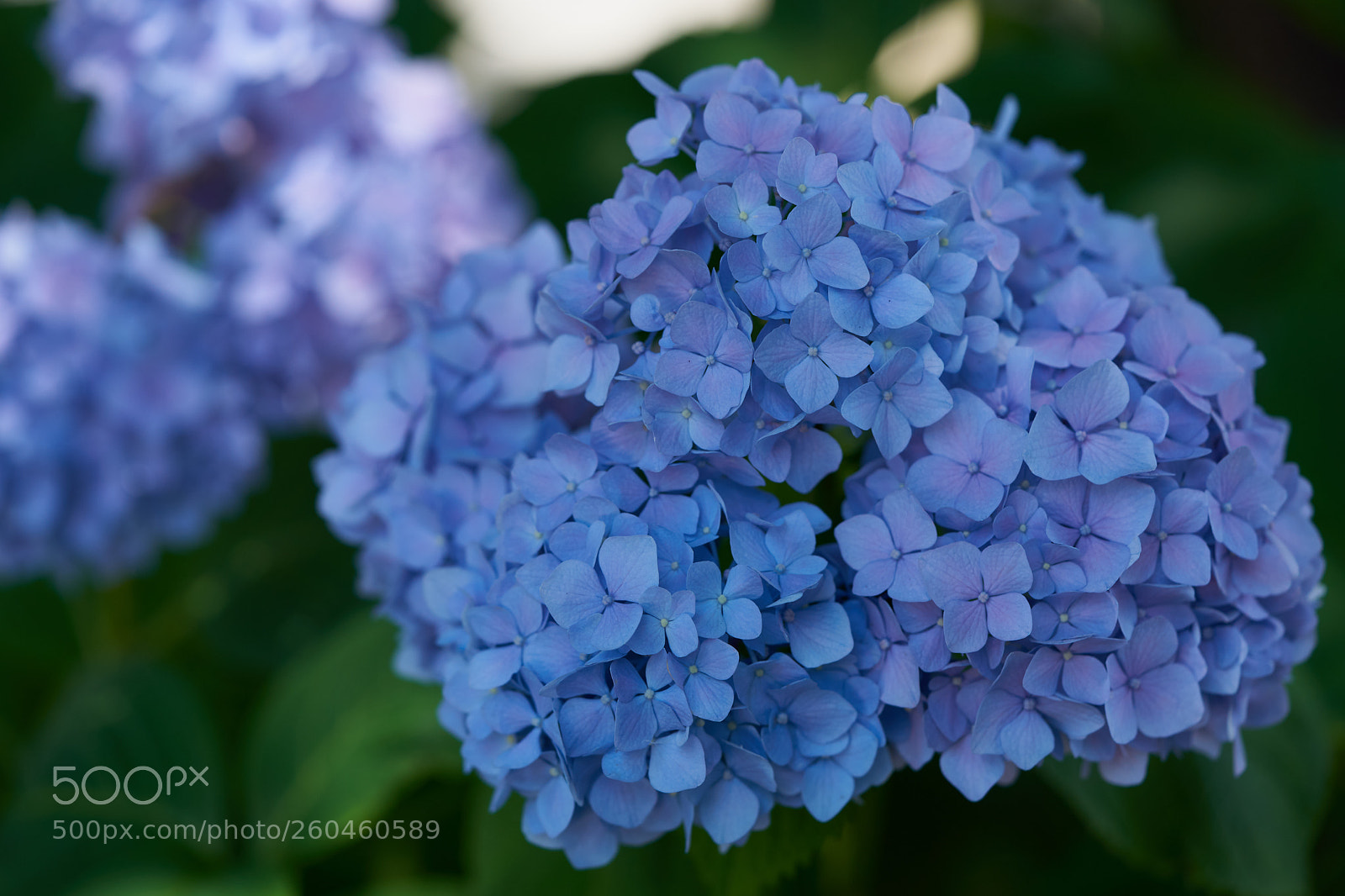 Sony a7 sample photo. Flowers 6689 photography