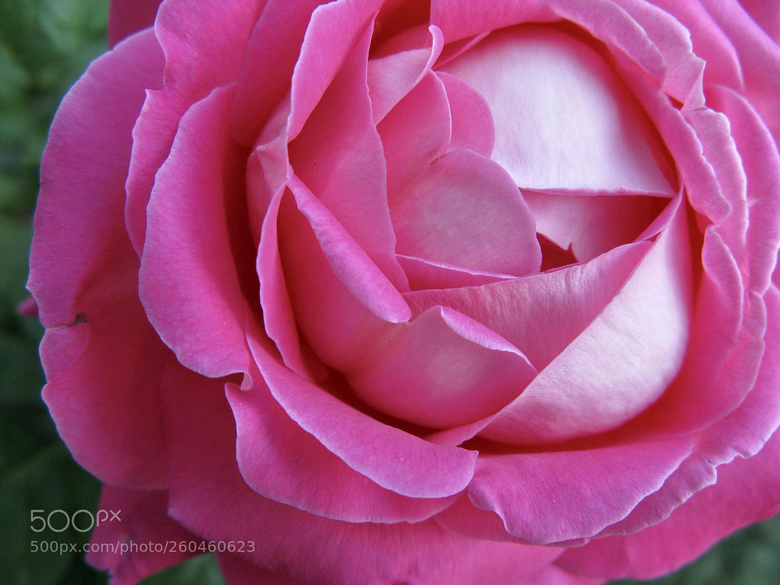 Canon POWERSHOT G9 sample photo. Blooming photography