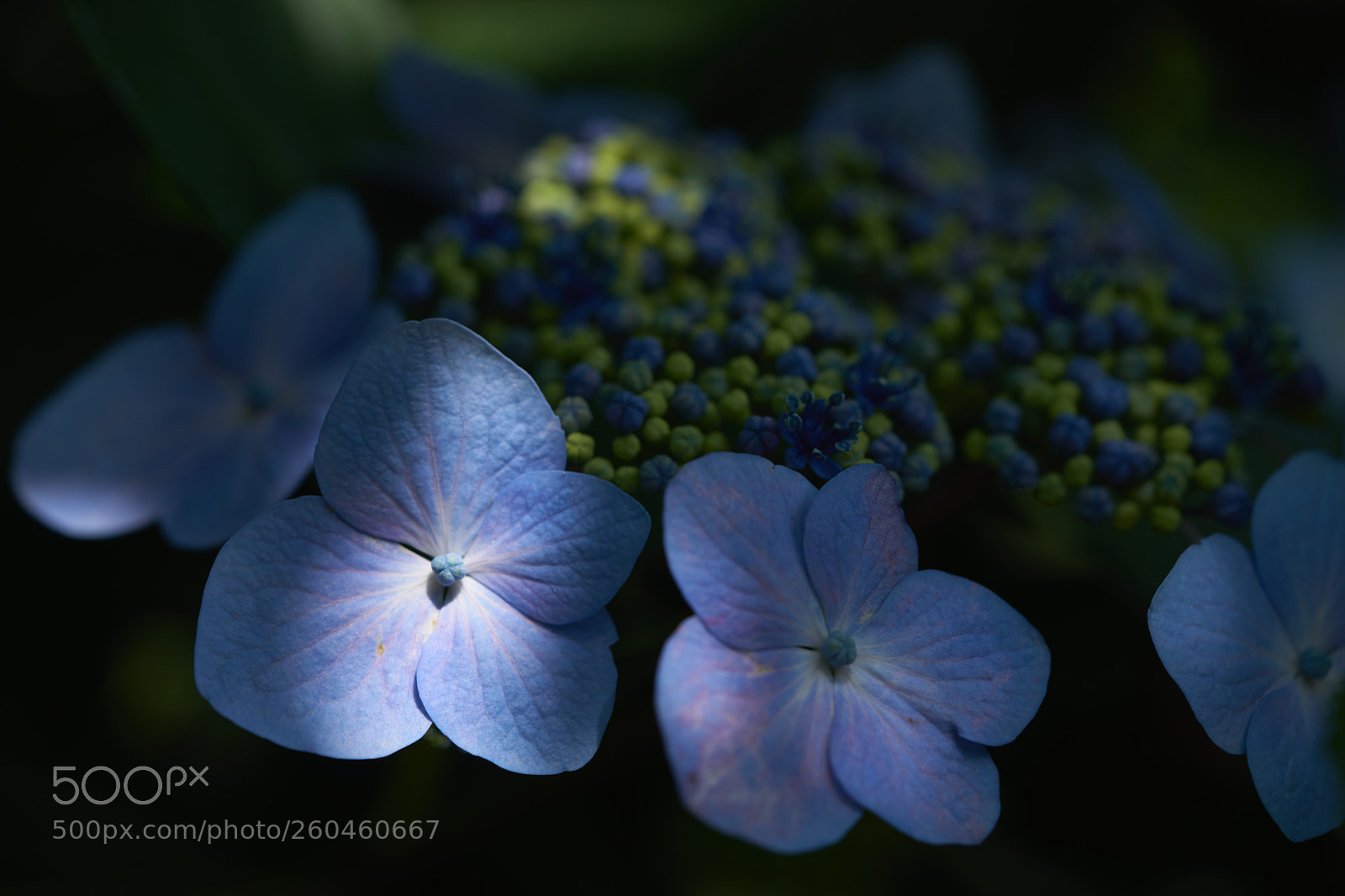 Sony a7 sample photo. Flowers 6690 photography