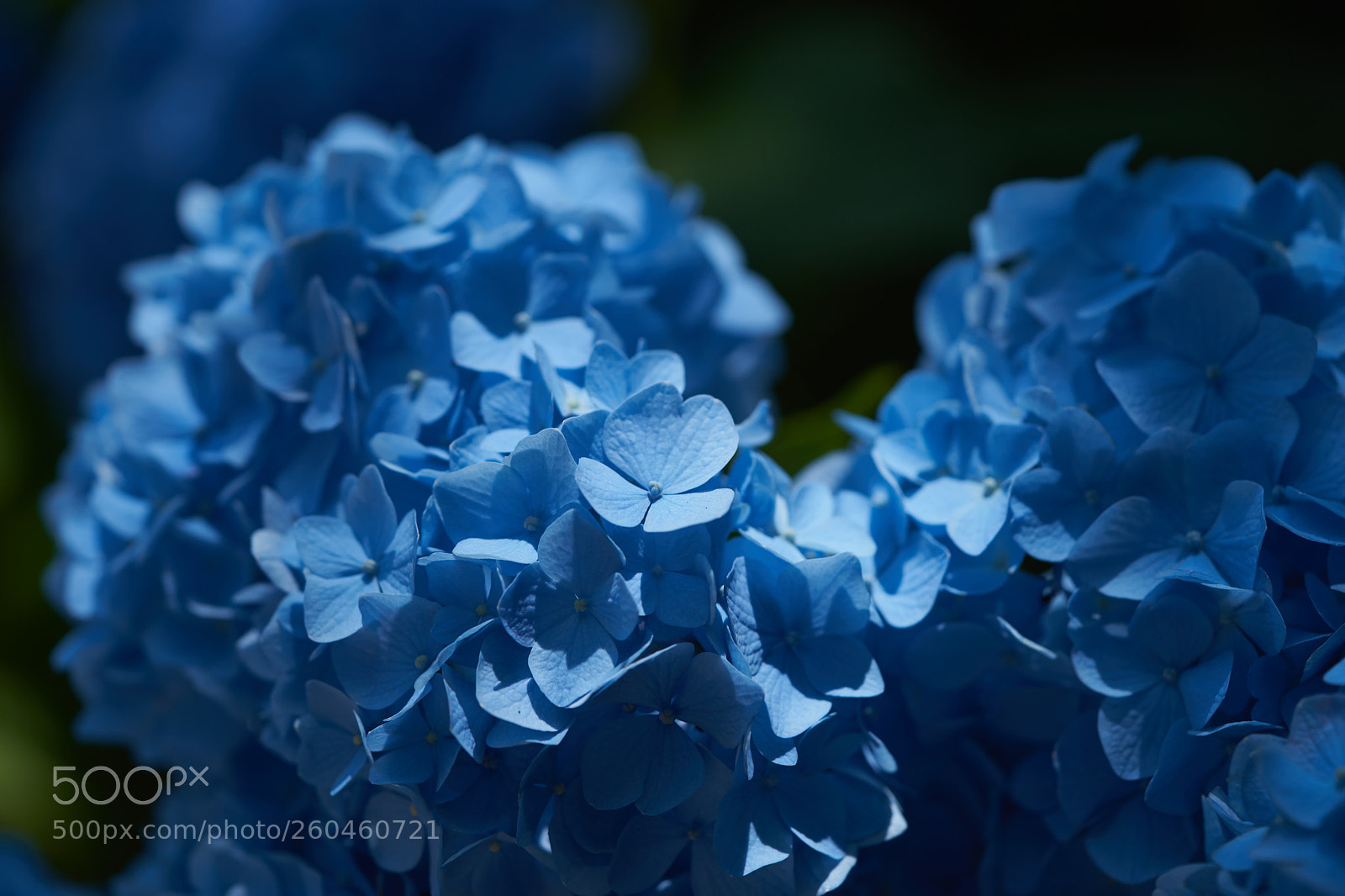 Sony a7 sample photo. Flowers 6691 photography