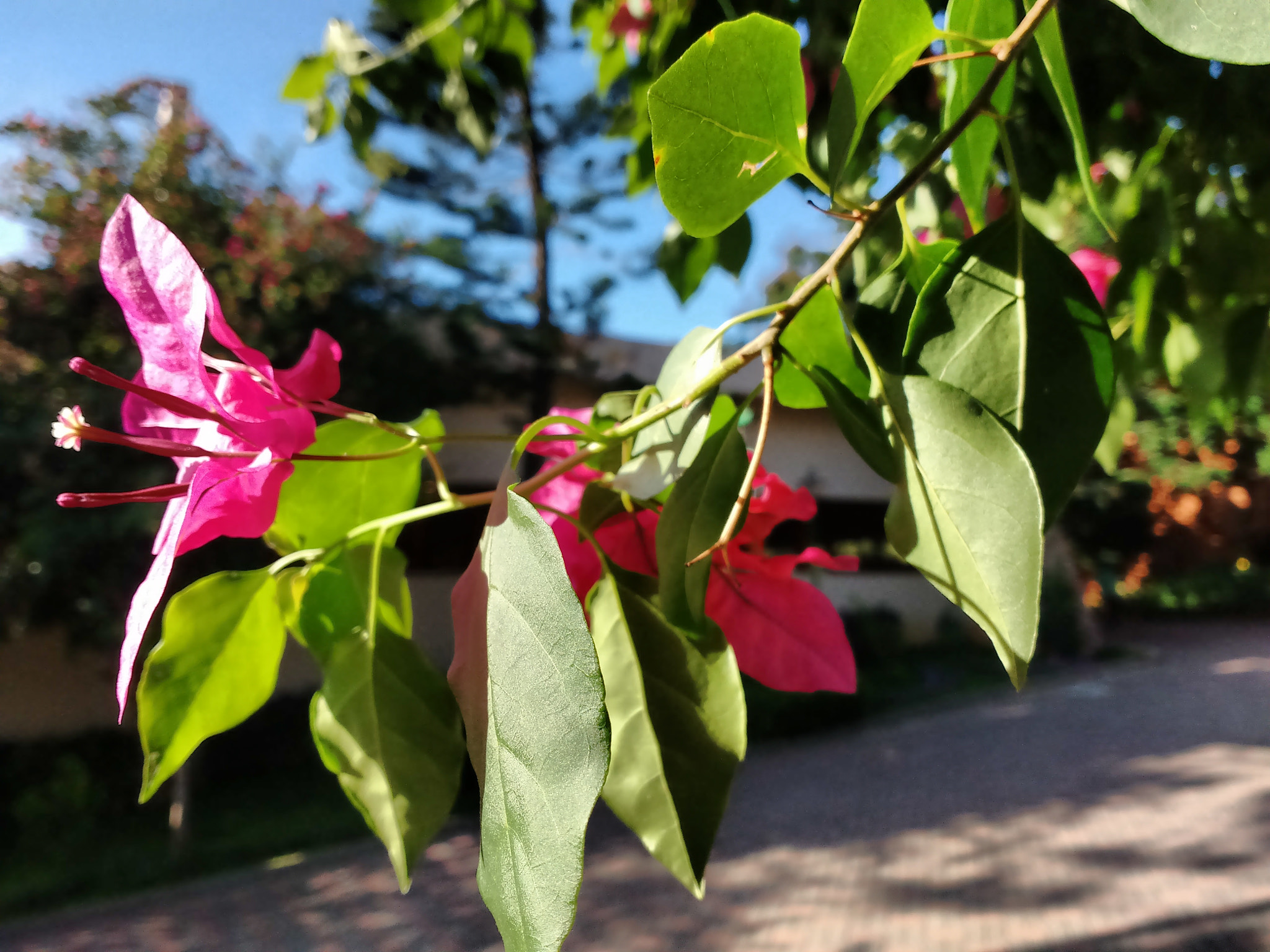 Motorola Moto G Turbo Edition sample photo