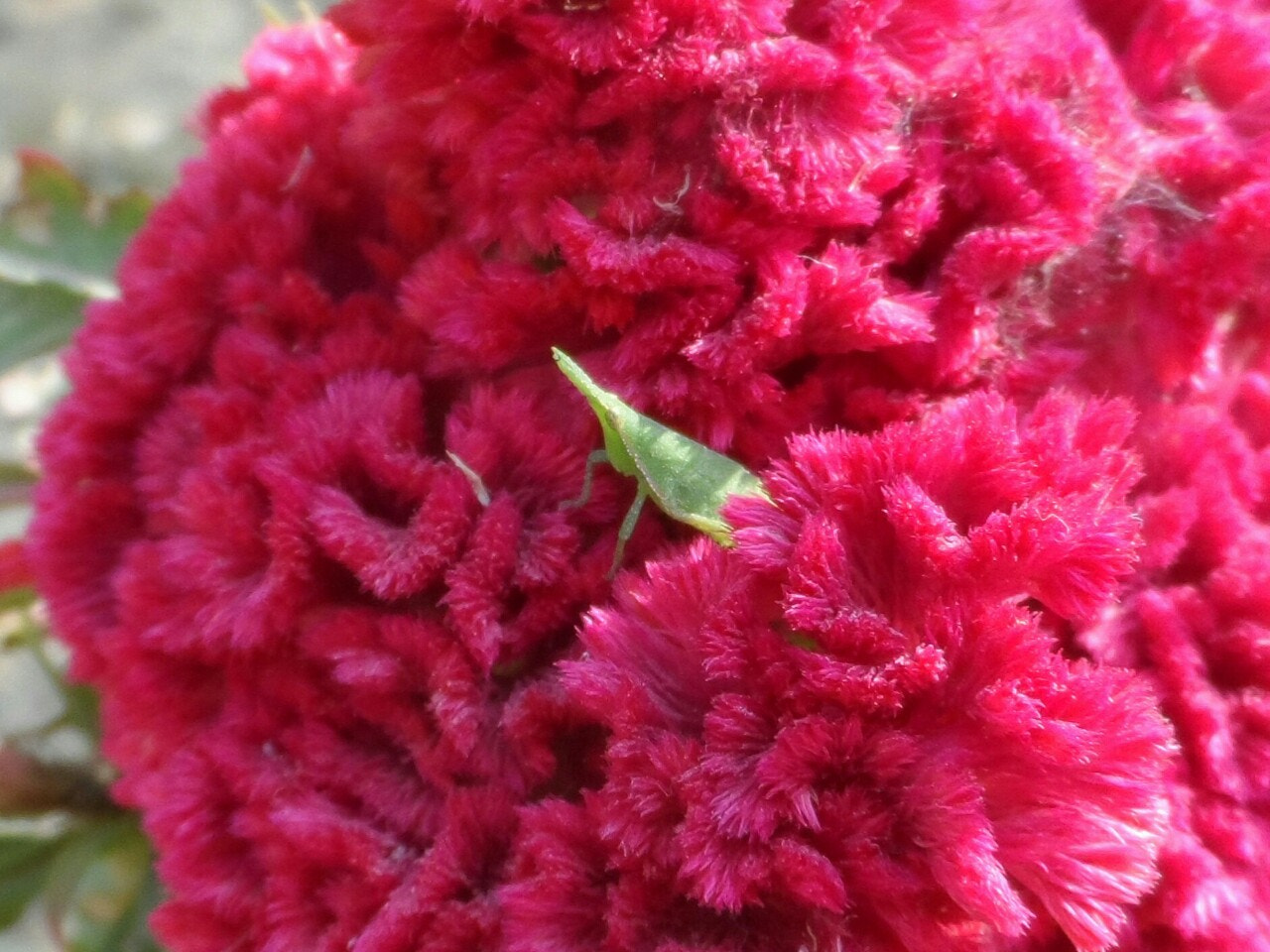 Samsung WB150 / WB150F / WB152 / WB152F / WB151 / WB151F / WB140 sample photo. Relax time. grasshopper sitting inside cockscomb flowers photography