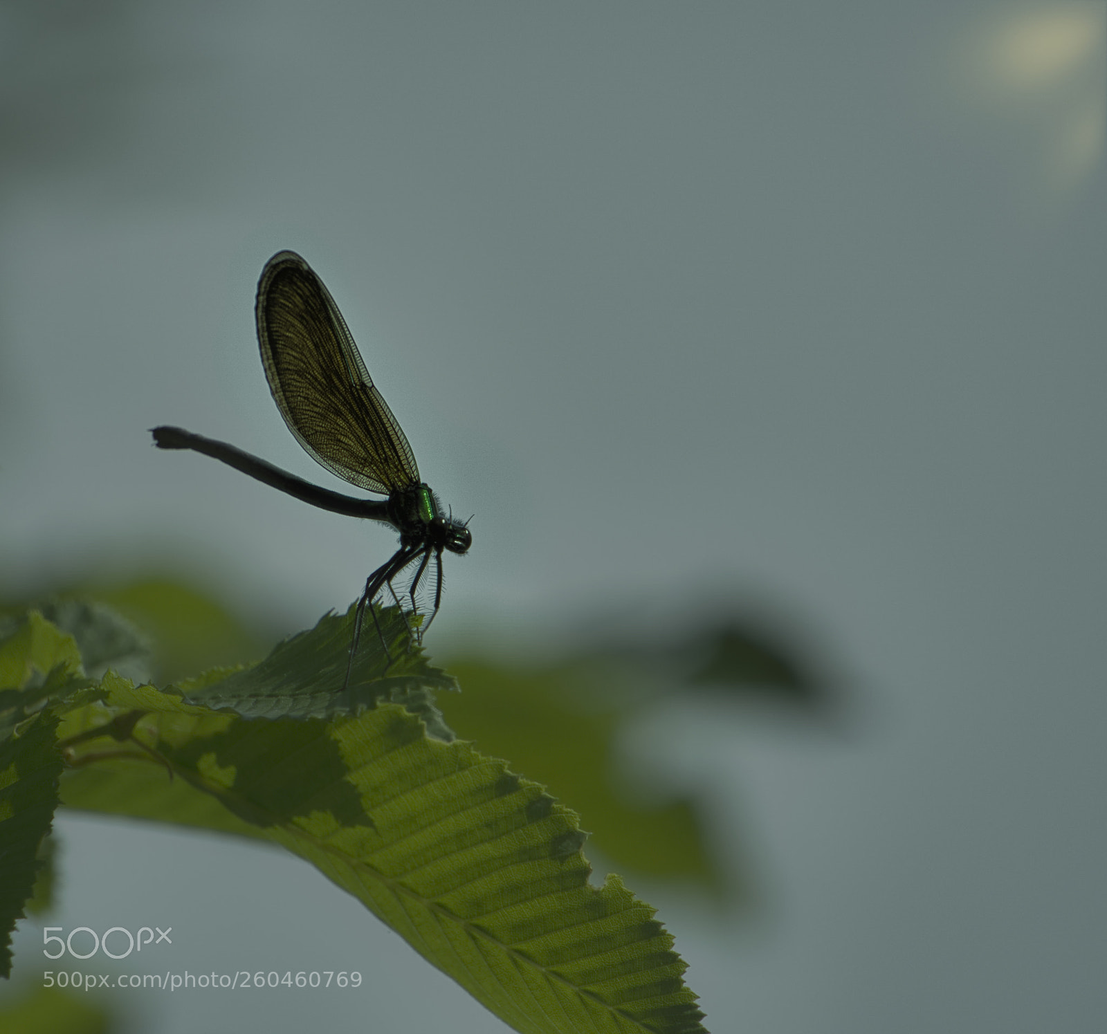 Sony a6000 sample photo. A damselfly photography