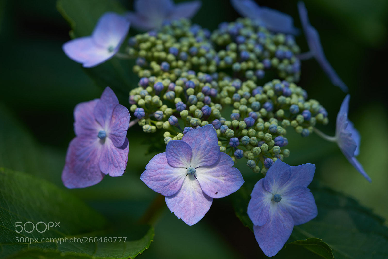 Sony a7 sample photo. Flowers 6692 photography