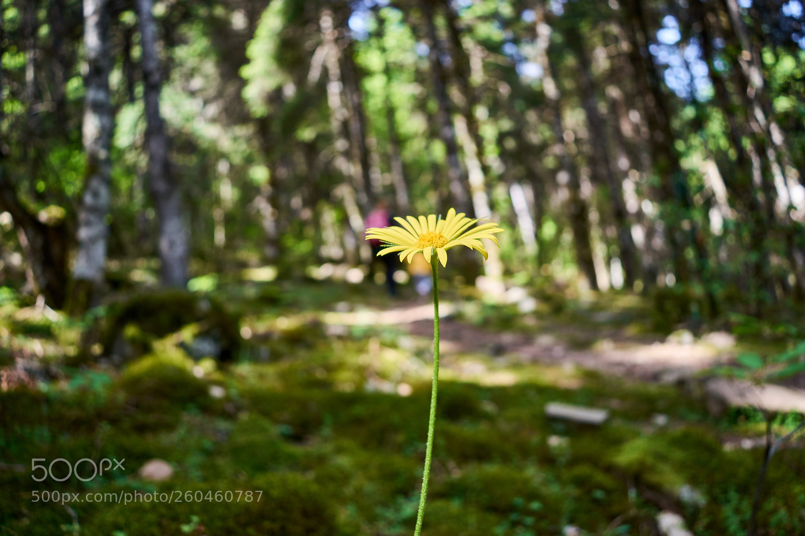 Nikon D3300 sample photo. Forest flower photography