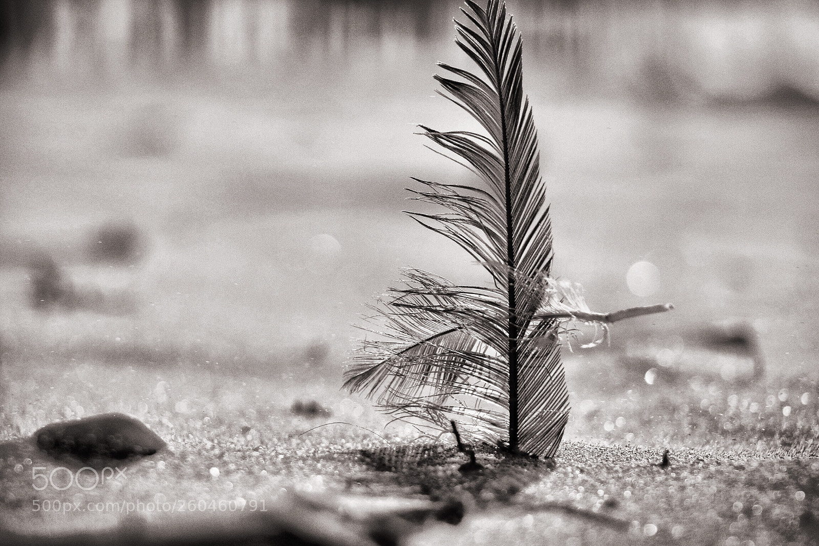 Canon EOS 70D sample photo. Feather photography