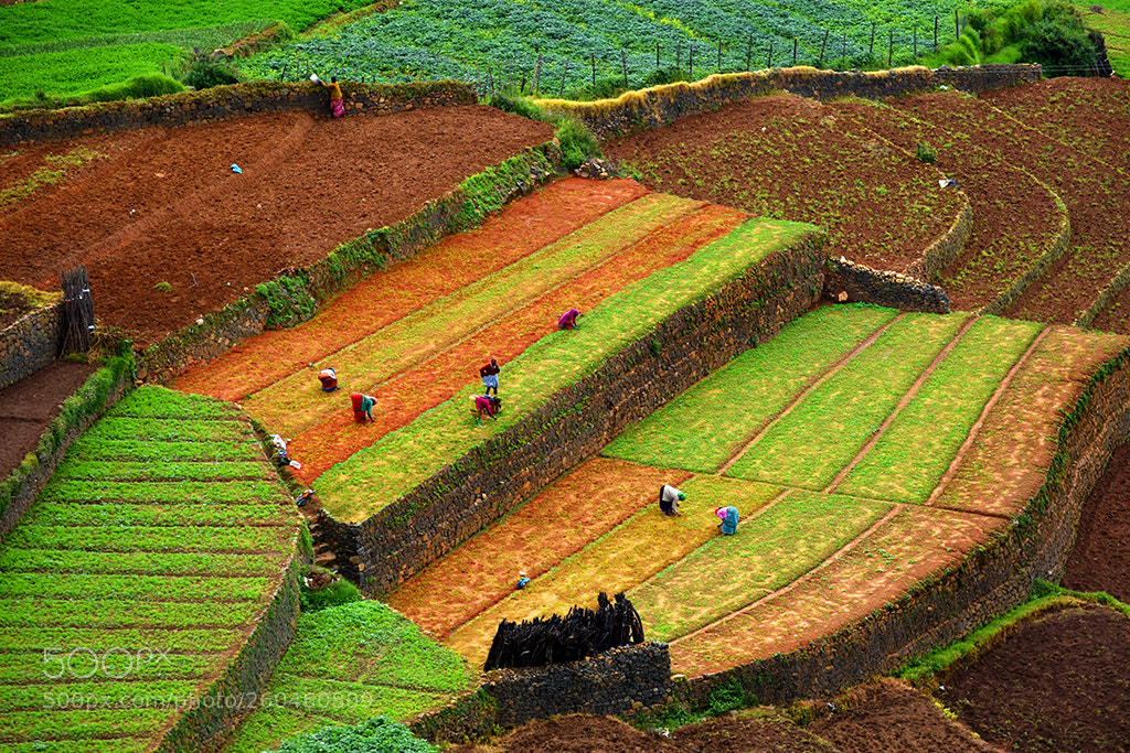 Nikon D7200 sample photo. Cultivation photography