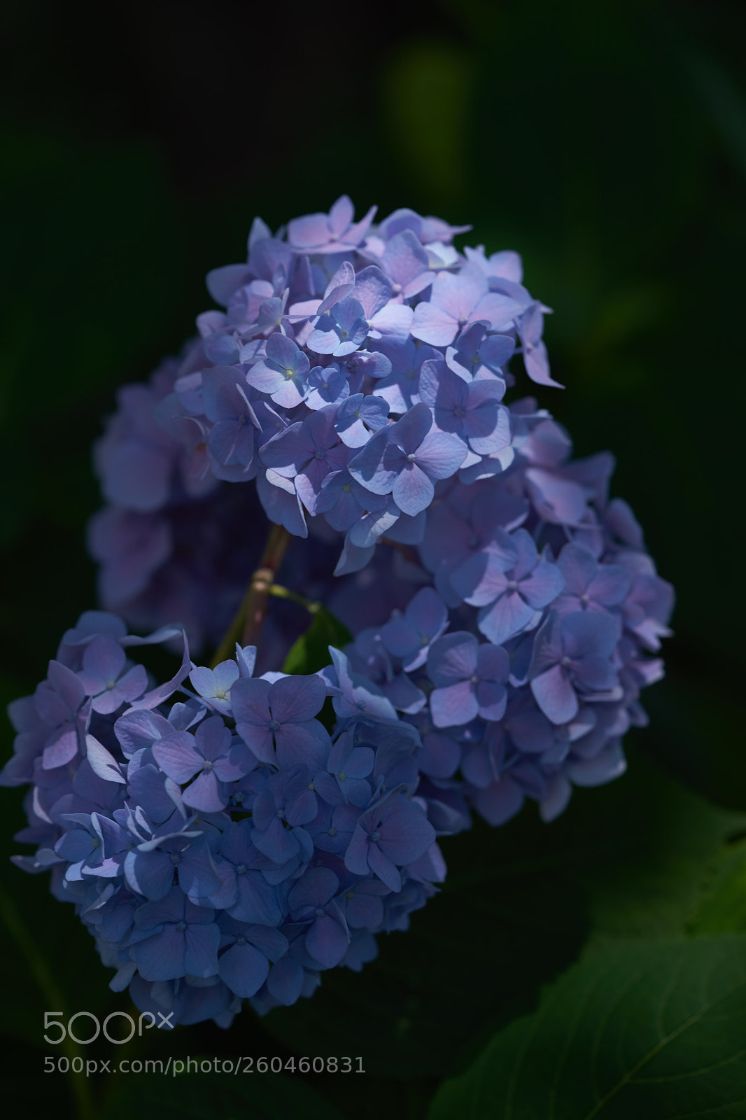 Sony a7 sample photo. Flowers 6693 photography