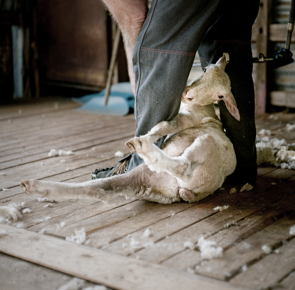 Shearing Time by Ben Robson on 500px.com