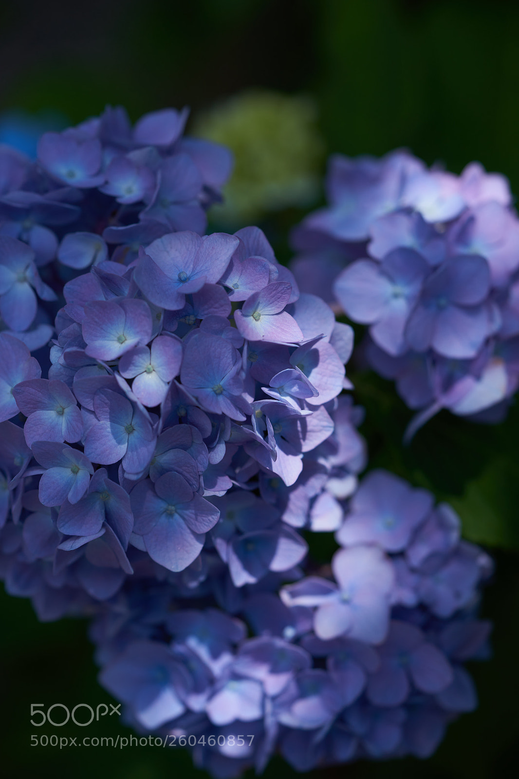 Sony a7 sample photo. Flowers 6694 photography