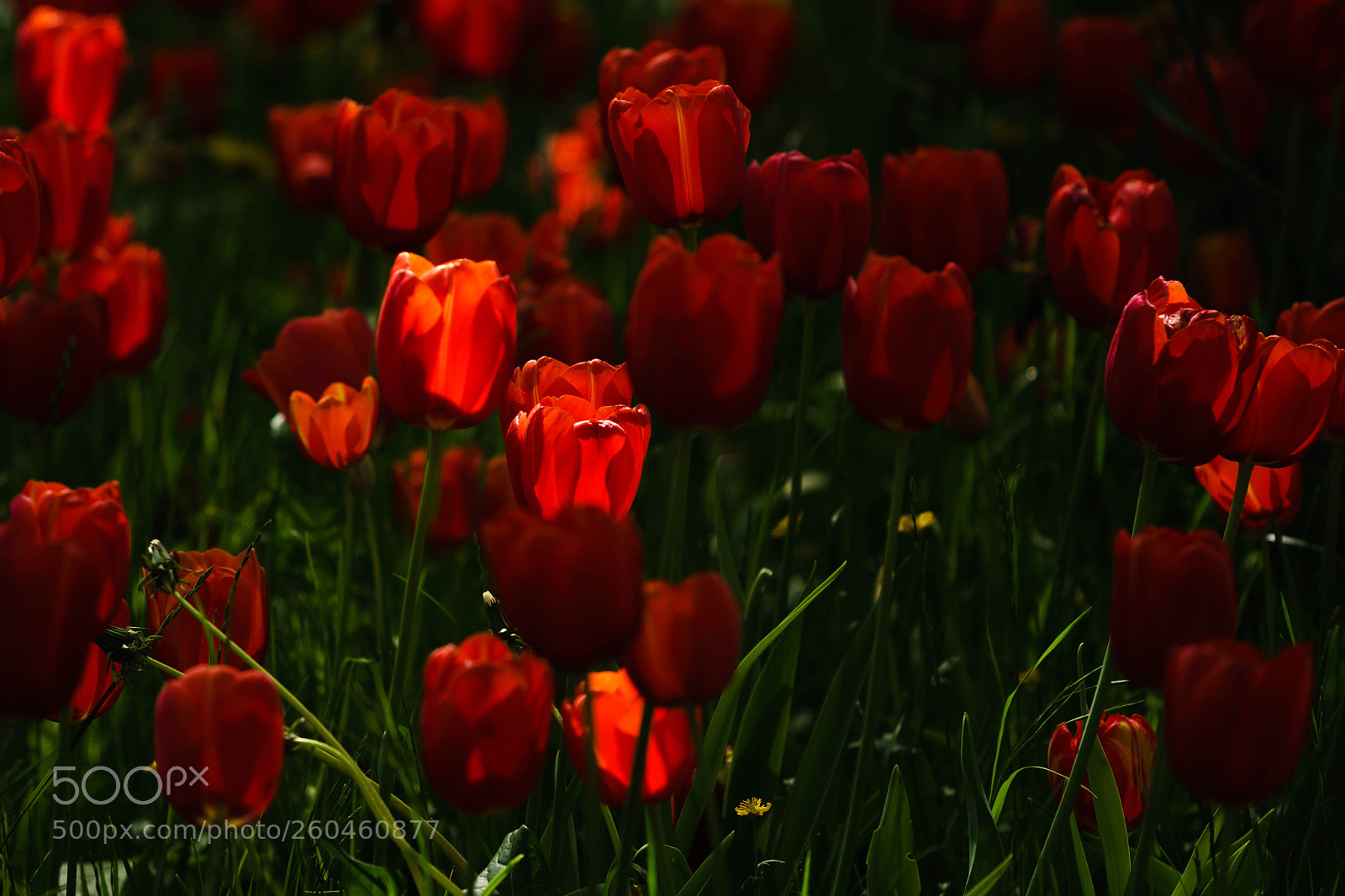 Sony a6300 sample photo. Springtime flowers ii photography