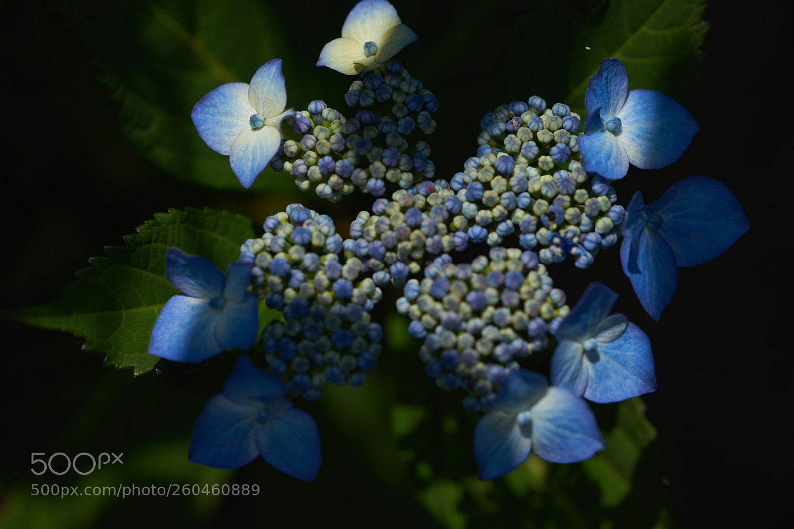 Sony a7 sample photo. Flowers 6695 photography