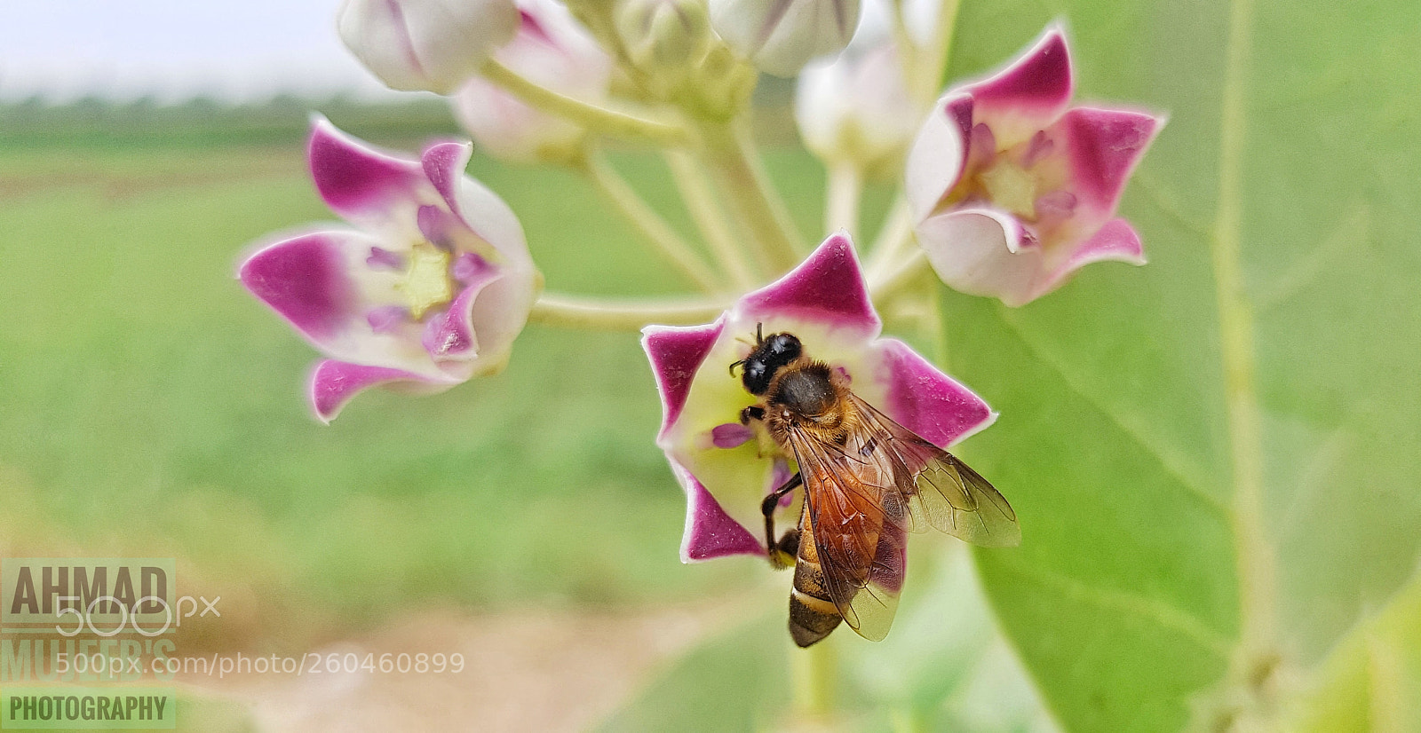 Samsung Galaxy S7 Edge sample photo. Honey bee photography