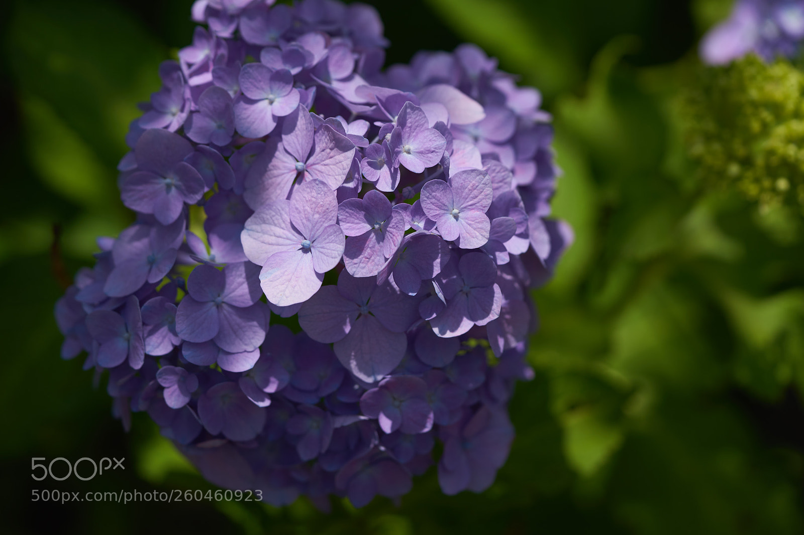 Sony a7 sample photo. Flowers 6696 photography