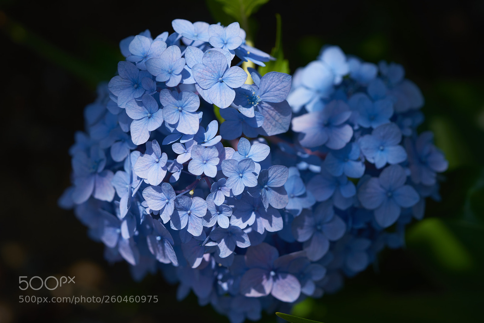 Sony a7 sample photo. Flowers 6697 photography