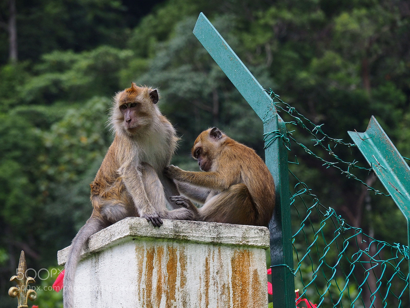 Olympus OM-D E-M10 II sample photo. Grooming macaques photography