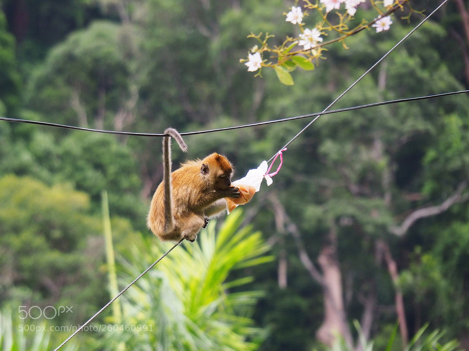 Olympus OM-D E-M10 II sample photo. Monkey got some juice photography
