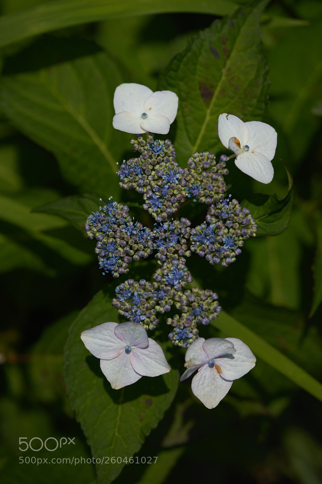 Sony a7 sample photo. Flowers 6698 photography