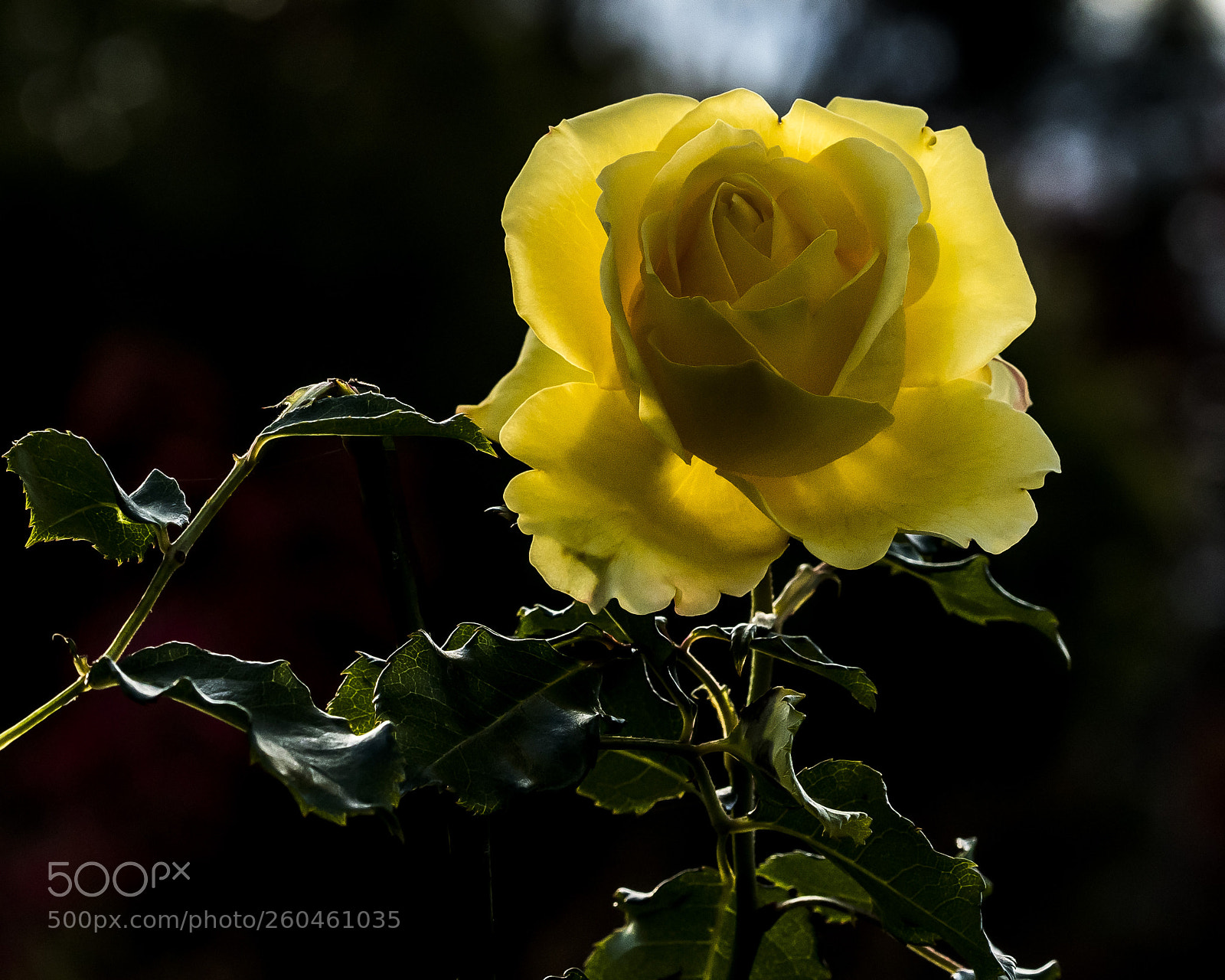 Sony a7R III sample photo. Yellow rose photography