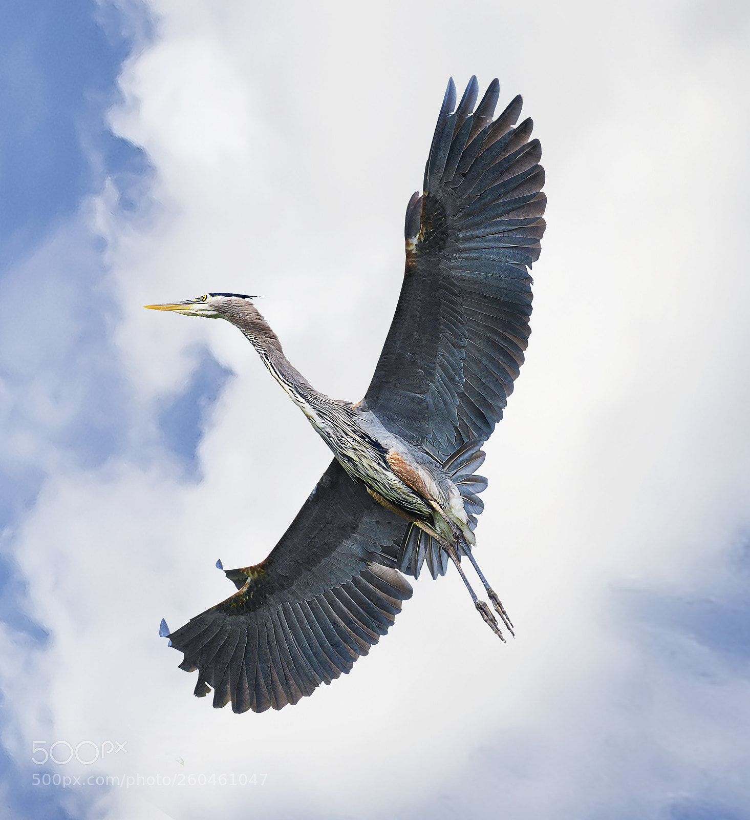 Nikon D800E sample photo. Great blue heron photography