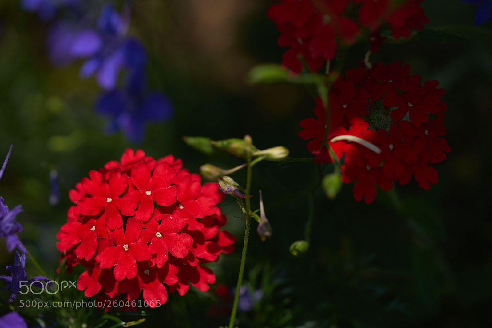 Sony a7 sample photo. Flowers 6699 photography