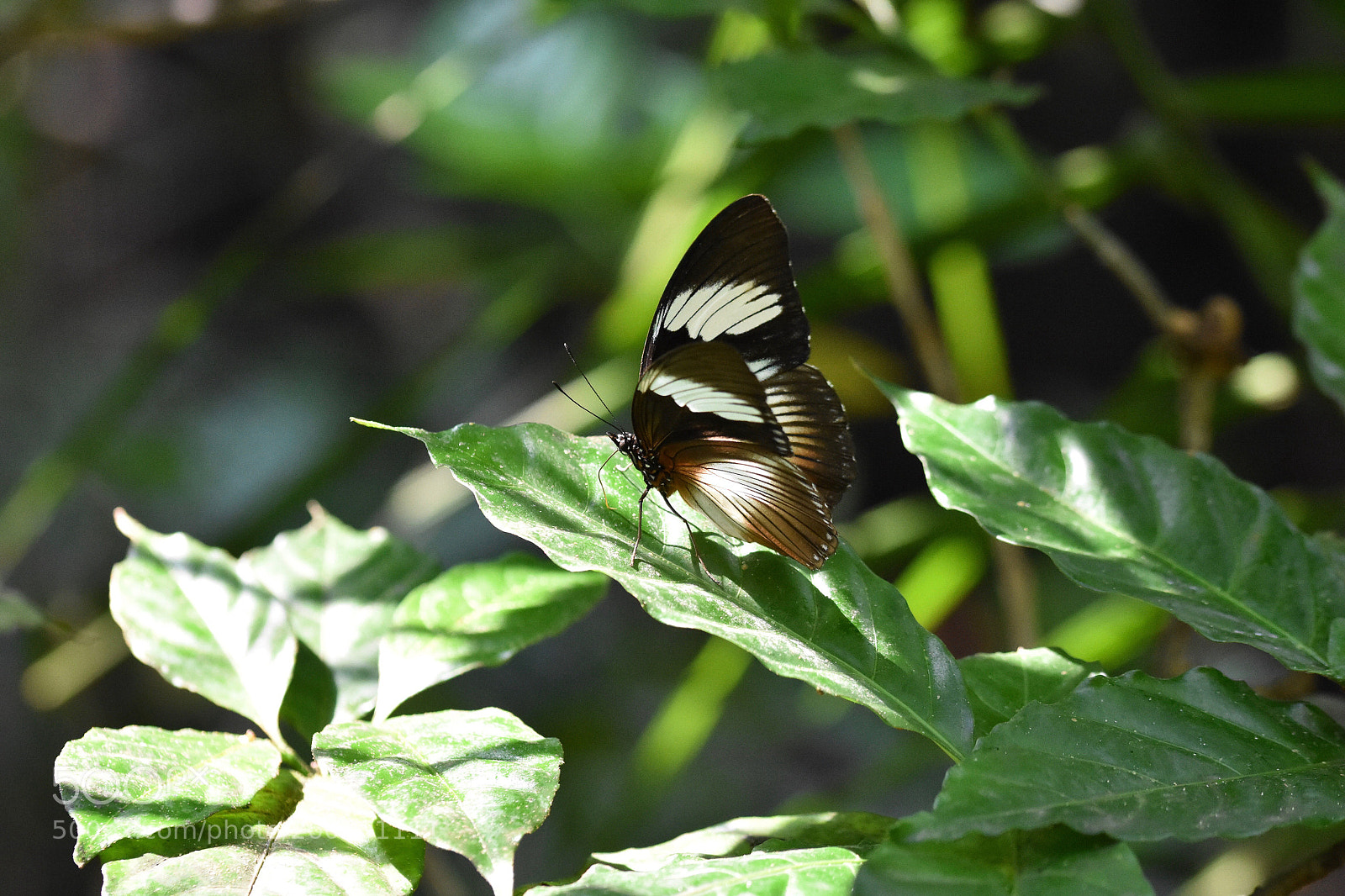 Nikon D7200 sample photo. Nature photography