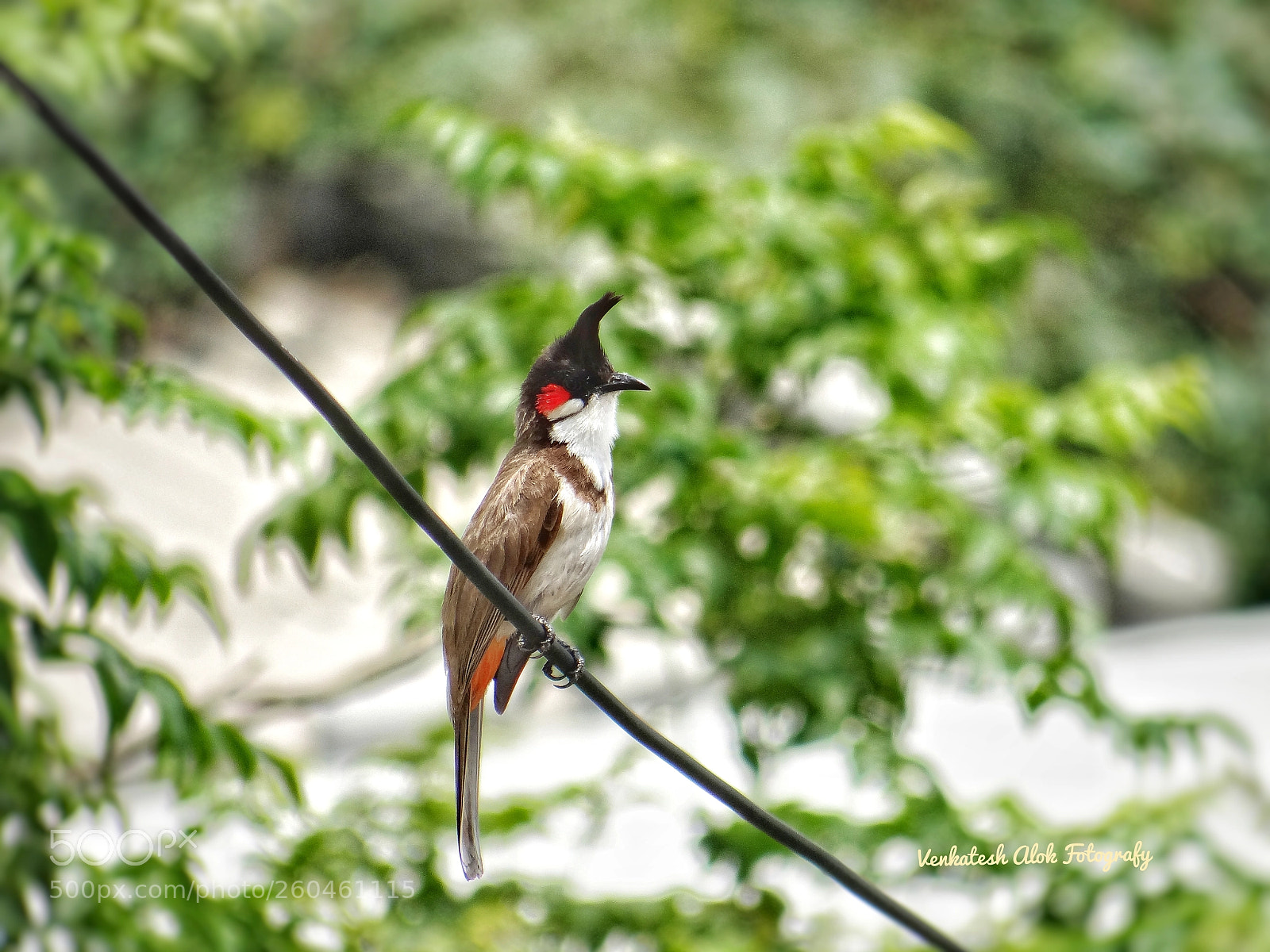 Sony DSC-HX200V sample photo. Bulbul photography