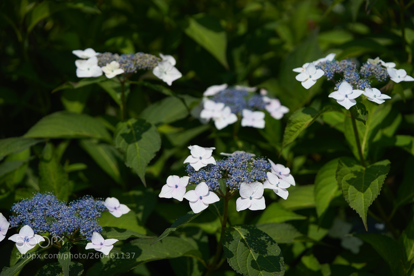 Sony a7 sample photo. Flowers 6700 photography