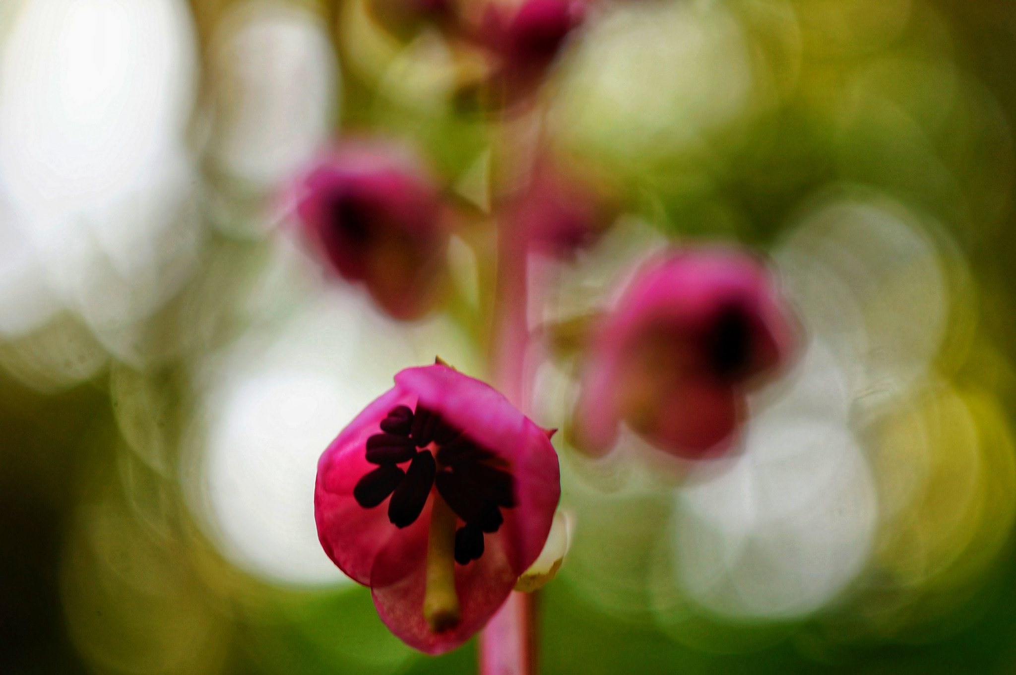 Sony Alpha NEX-5T sample photo. Pyrola japonica klenze photography