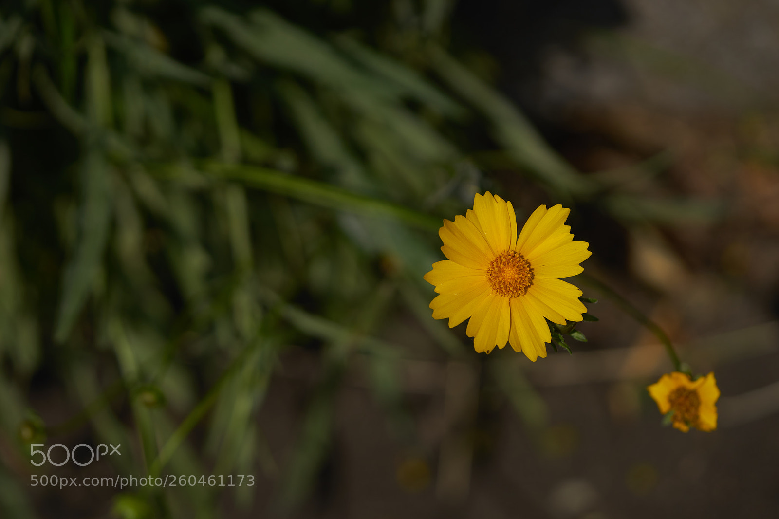 Sony a7 sample photo. Flowers 6701 photography
