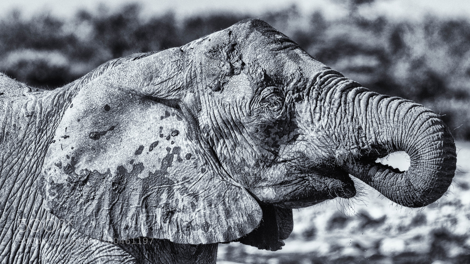 Pentax K-3 II sample photo. Elephant, etosha photography