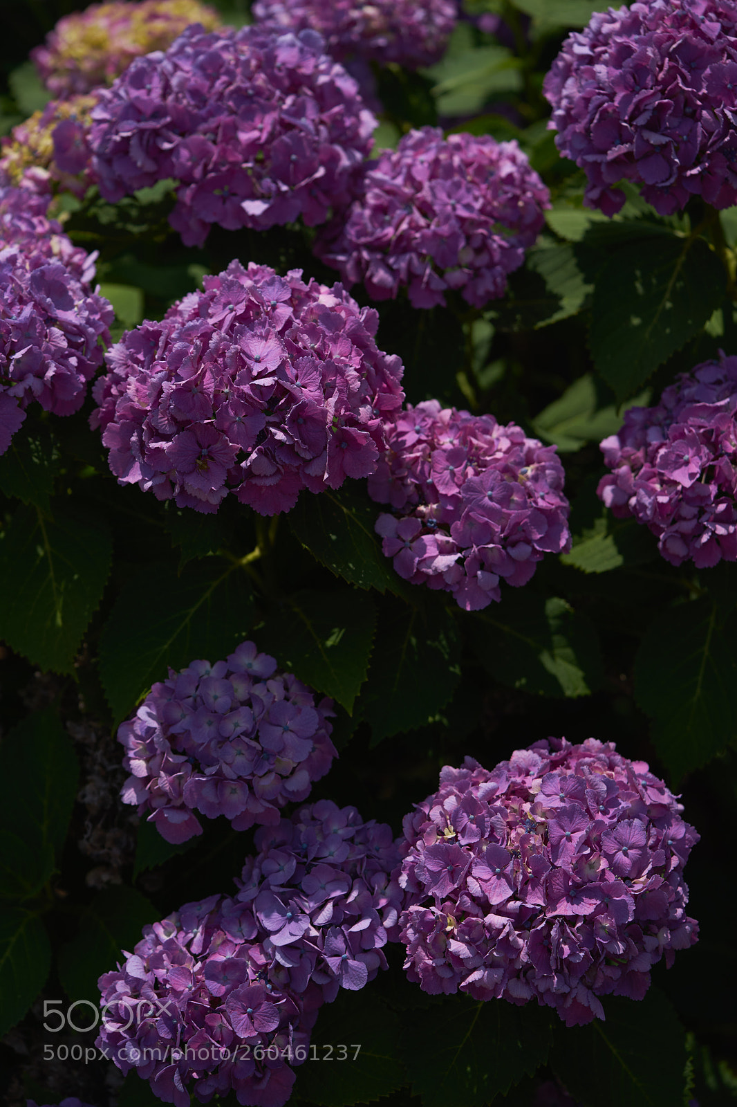 Sony a7 sample photo. Flowers 6702 photography