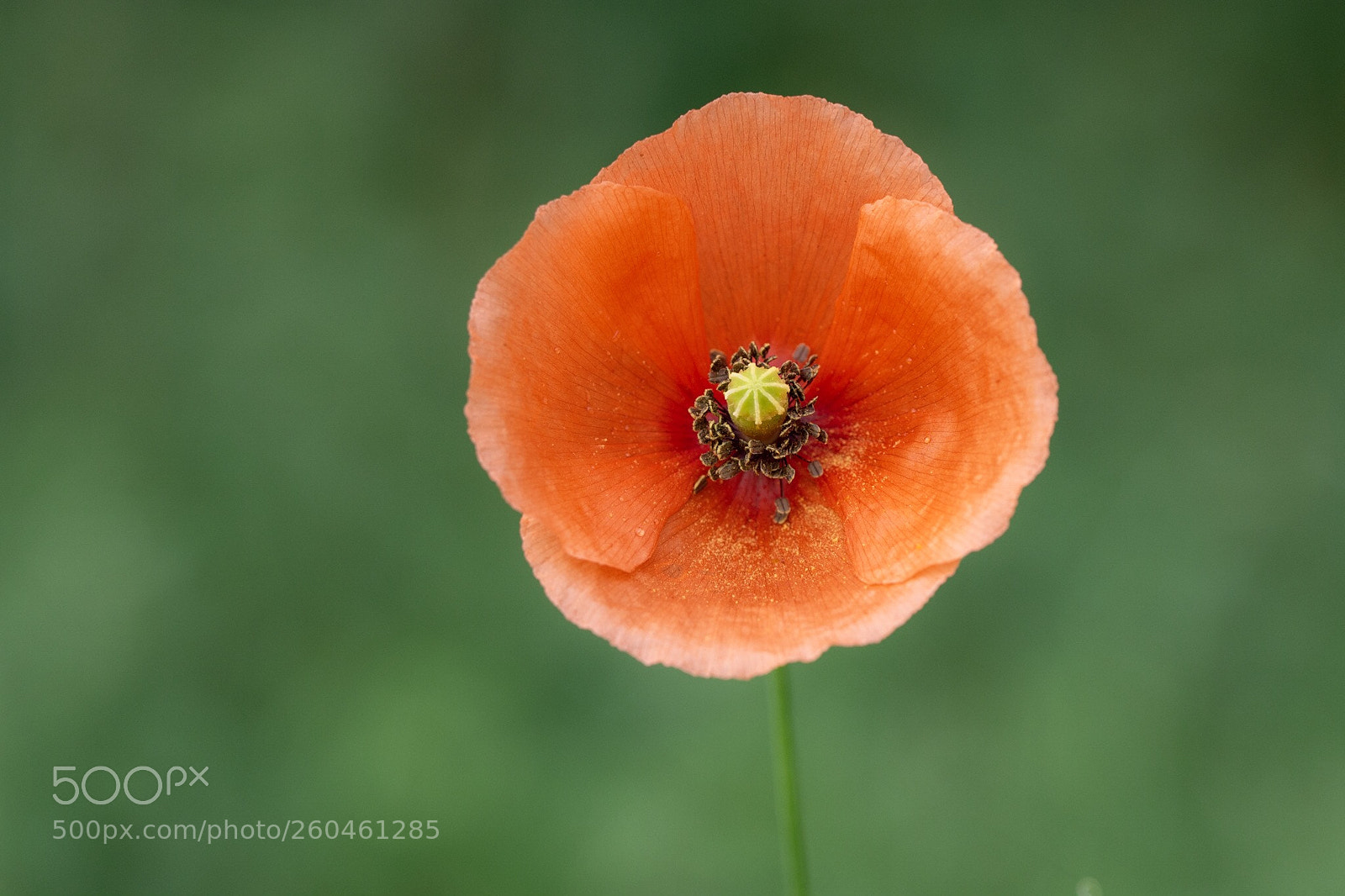 Nikon D7200 sample photo. Perfect poppy photography