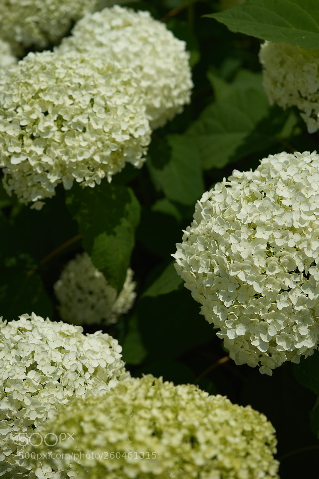 Sony a7 sample photo. Flowers 6703 photography