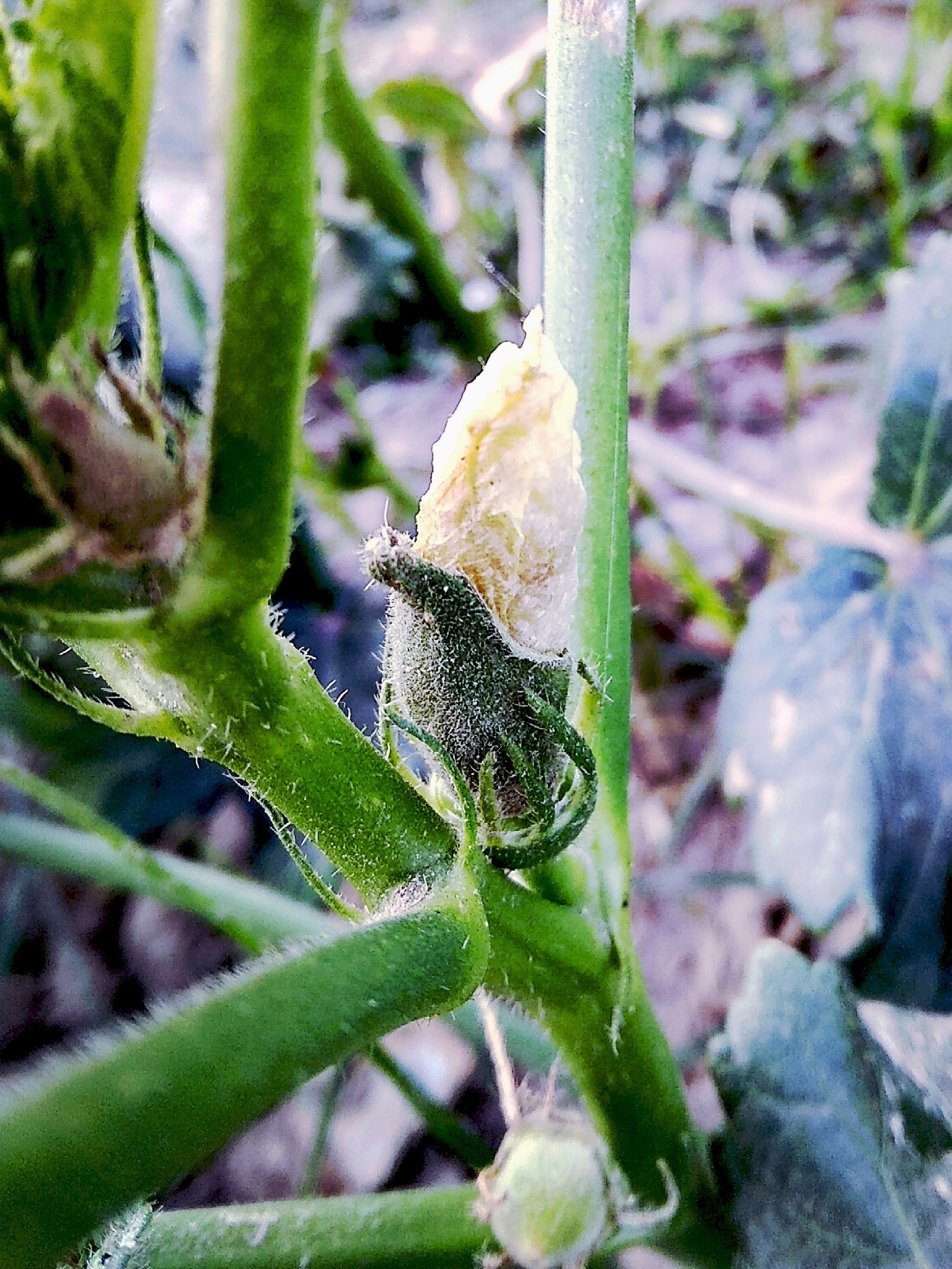Xiaomi Redmi 5A sample photo. Img_20180602_114510.jpg photography