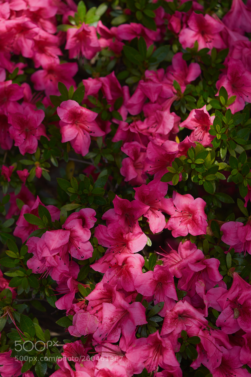 Sony a7 sample photo. Flowers 6704 photography