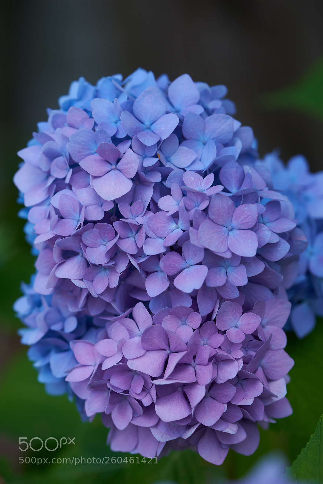Sony a7 sample photo. Flowers 6705 photography