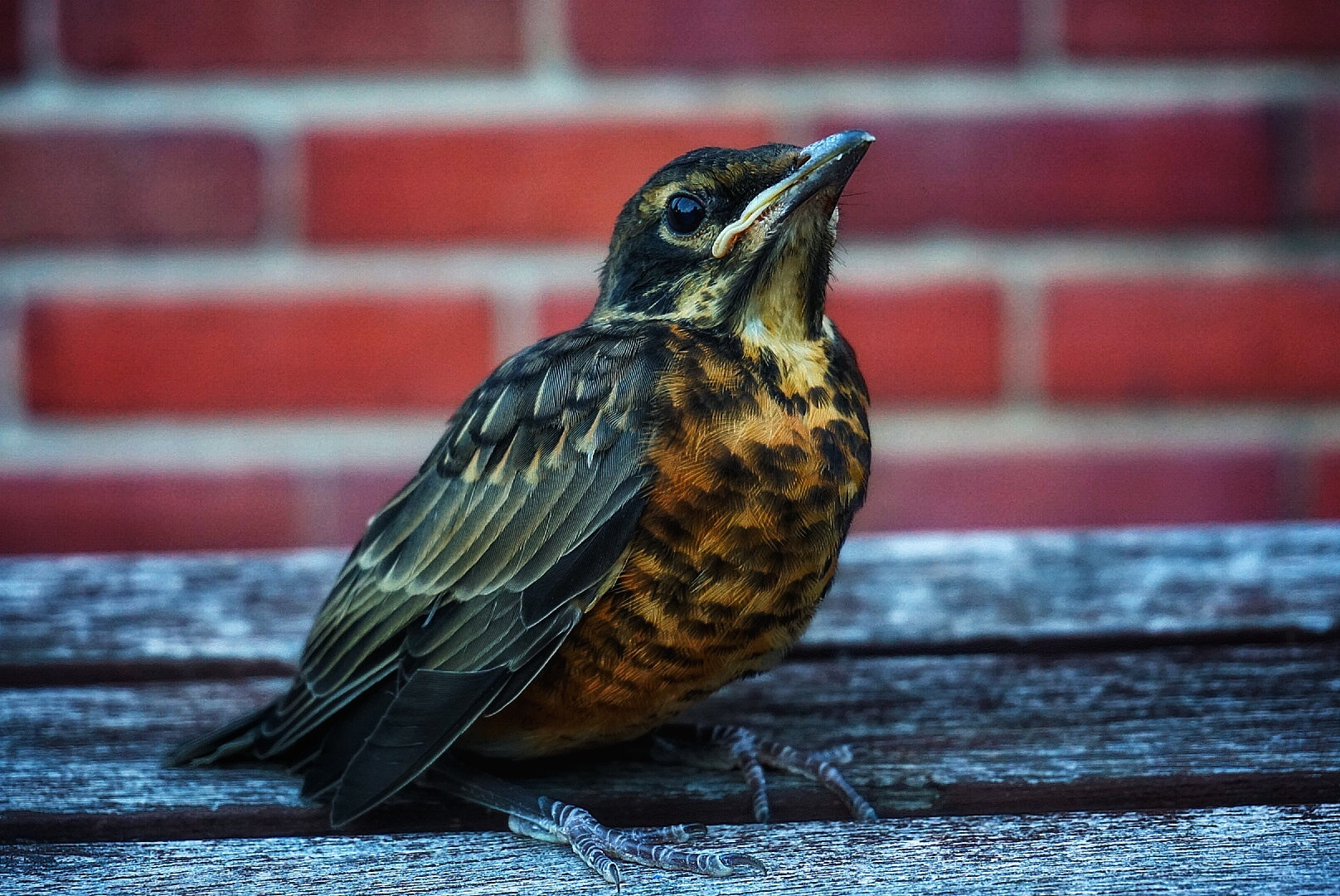Sony a5100 sample photo. American robin bird photography