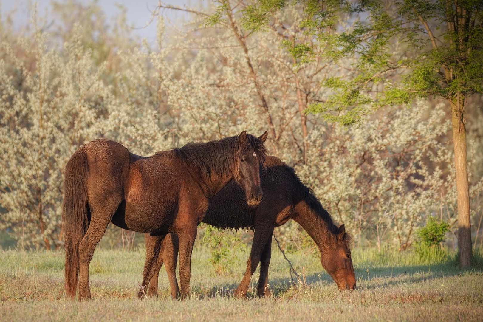 Canon EOS-1D Mark IV sample photo. Delta del danubio photography