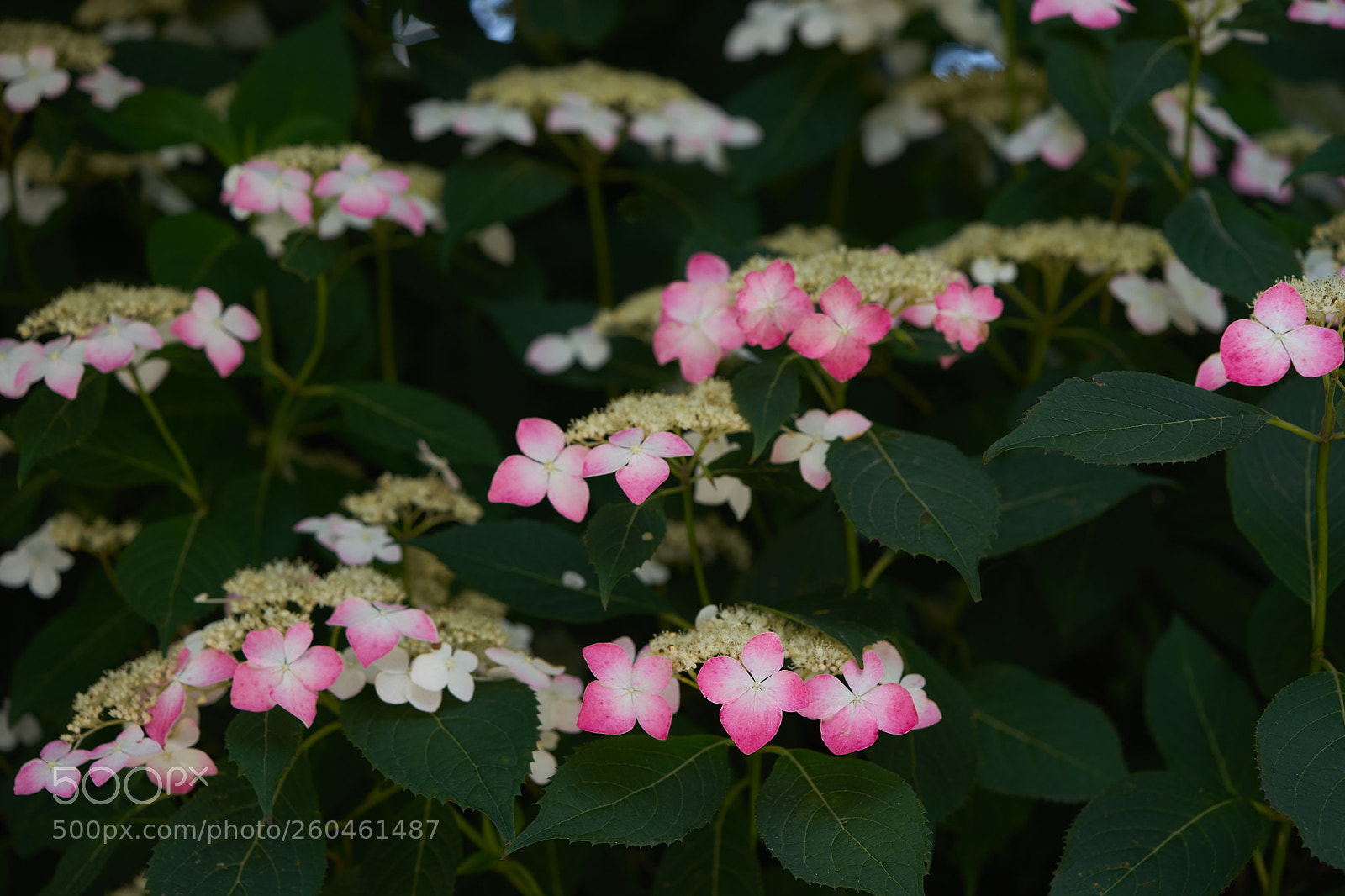 Sony a7 sample photo. Flowers 6706 photography
