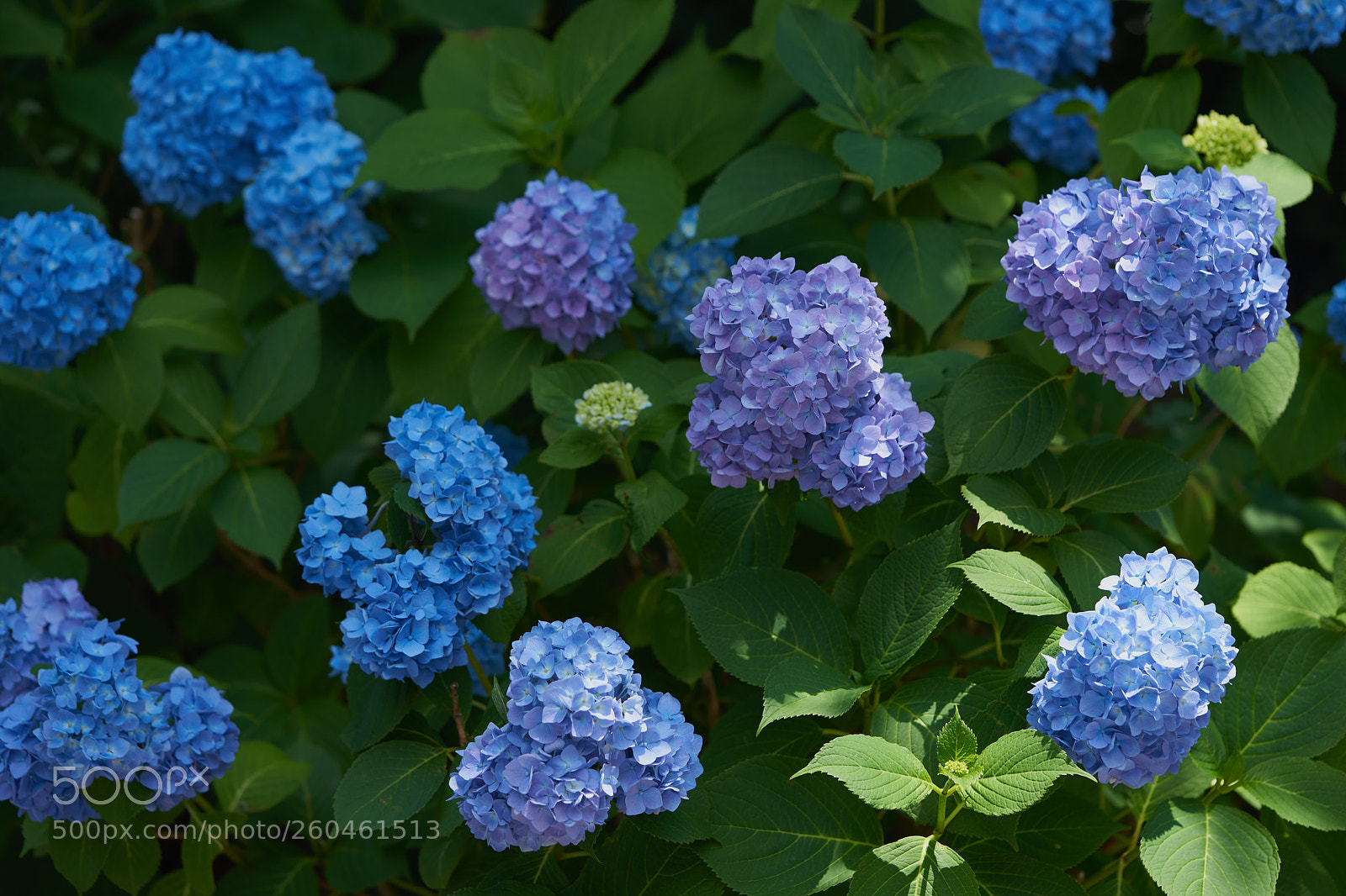 Sony a7 sample photo. Flowers 6707 photography